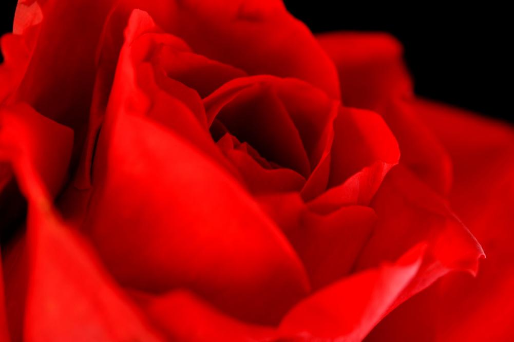 Red Rose